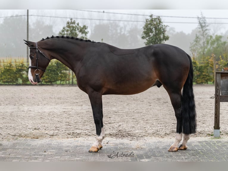 Belgisch Warmbloed Ruin 5 Jaar Donkerbruin in Bladel