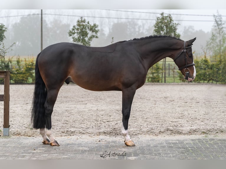 Belgisch Warmbloed Ruin 5 Jaar Donkerbruin in Bladel