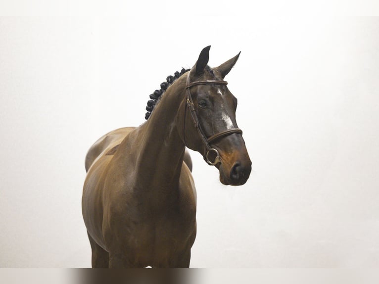 Belgisch Warmbloed Ruin 5 Jaar Donkerbruin in Waddinxveen