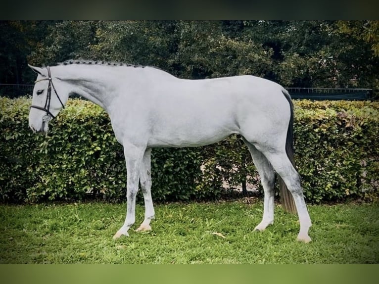 Belgisch Warmbloed Ruin 5 Jaar Schimmel in Udine
