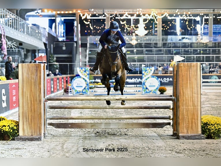 Belgisch Warmbloed Ruin 6 Jaar 161 cm Bruin in Bavel