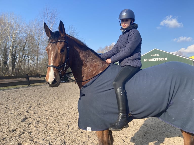 Belgisch Warmbloed Ruin 6 Jaar 163 cm Bruin in Oppuurs