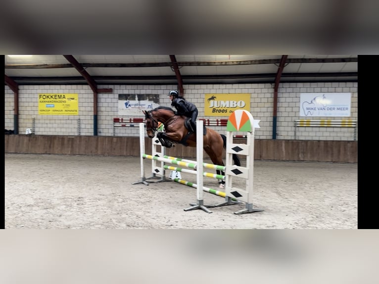 Belgisch Warmbloed Ruin 6 Jaar 164 cm Bruin in Oud Gastel