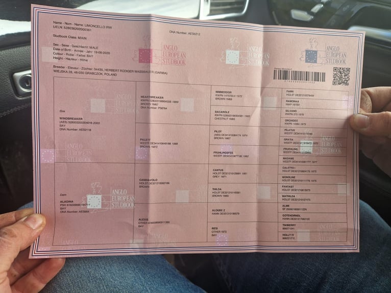 Belgisch Warmbloed Ruin 6 Jaar 164 cm Bruin in Oud Gastel