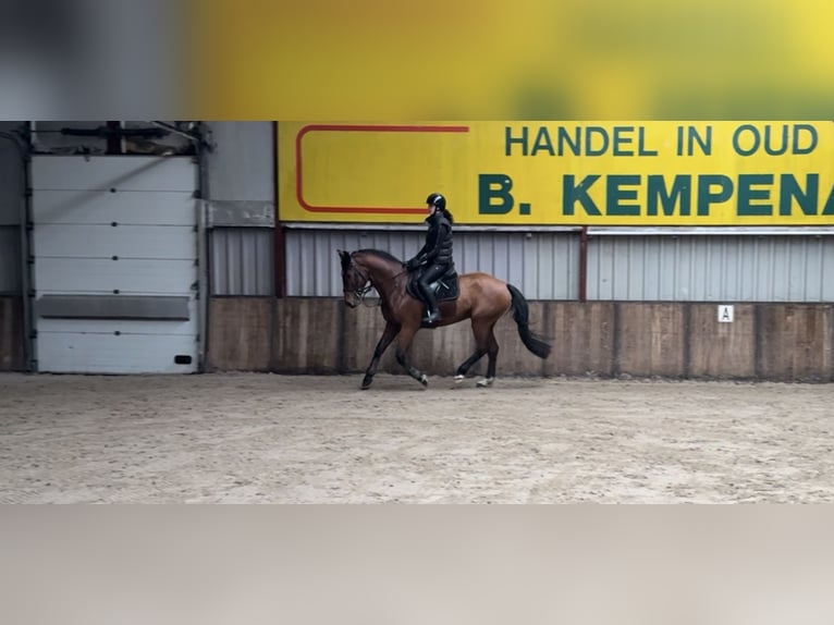 Belgisch Warmbloed Ruin 6 Jaar 164 cm Bruin in Oud Gastel