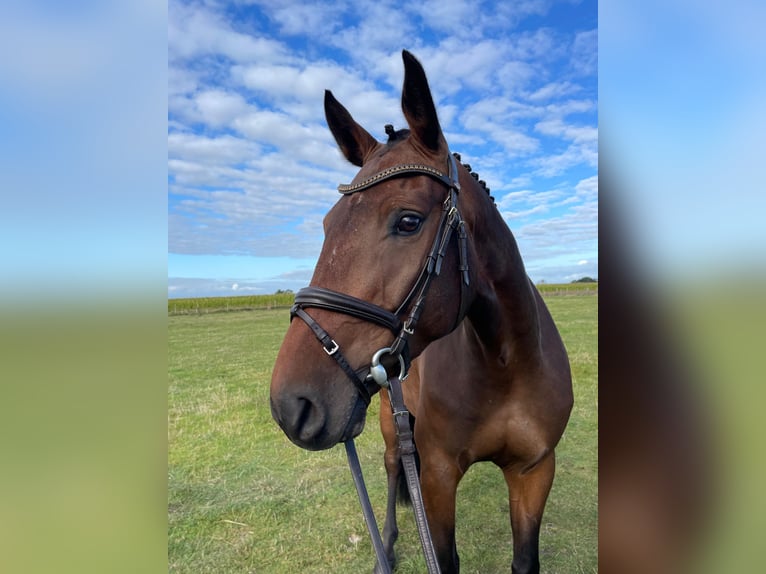 Belgisch Warmbloed Ruin 6 Jaar 165 cm Bruin in Tetenhusen