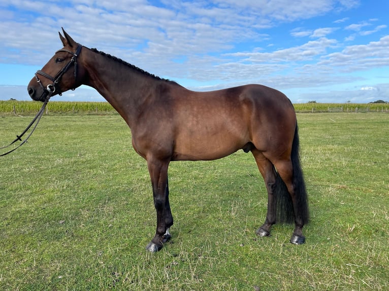 Belgisch Warmbloed Ruin 6 Jaar 165 cm Bruin in Tetenhusen