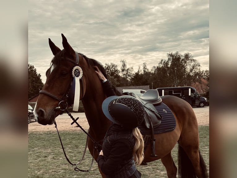 Belgisch Warmbloed Ruin 6 Jaar 165 cm Bruin in Horebeke