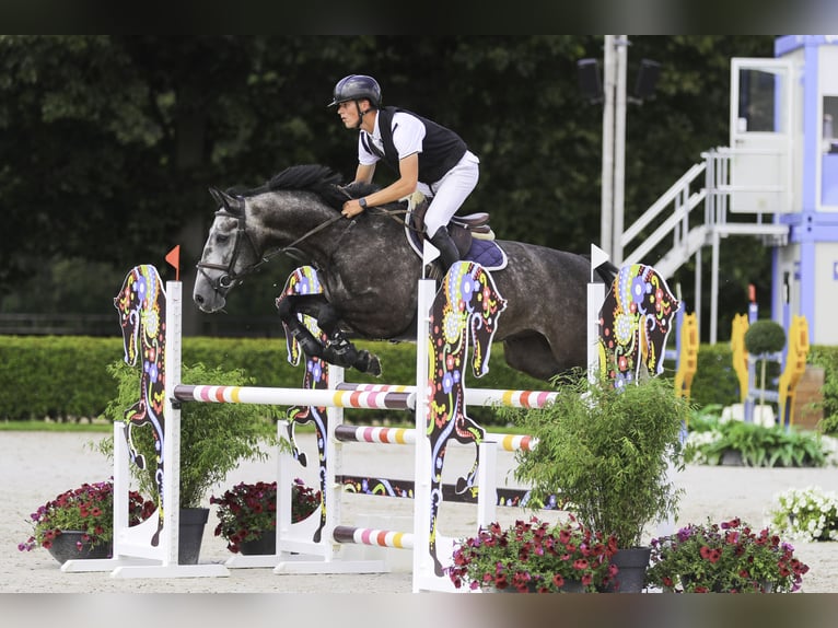 Belgisch Warmbloed Ruin 6 Jaar 165 cm Zwartschimmel in St-Truiden