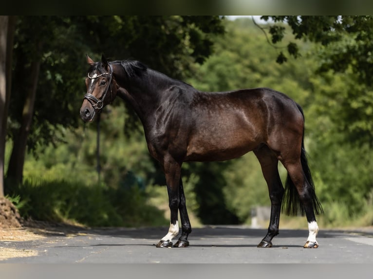 Belgisch Warmbloed Ruin 6 Jaar 170 cm Bruin in Windhagen