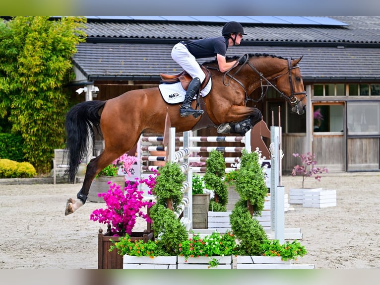 Belgisch Warmbloed Ruin 6 Jaar 170 cm Bruin in Bladel