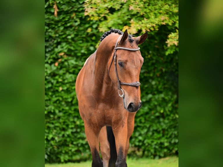 Belgisch Warmbloed Ruin 6 Jaar 170 cm Bruin in Bladel