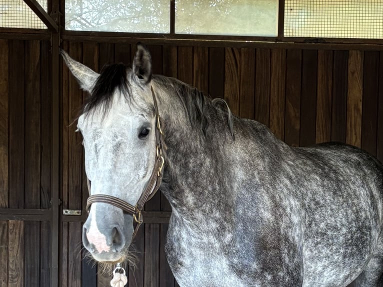 Belgisch Warmbloed Ruin 6 Jaar 170 cm Schimmel in Llucmajor