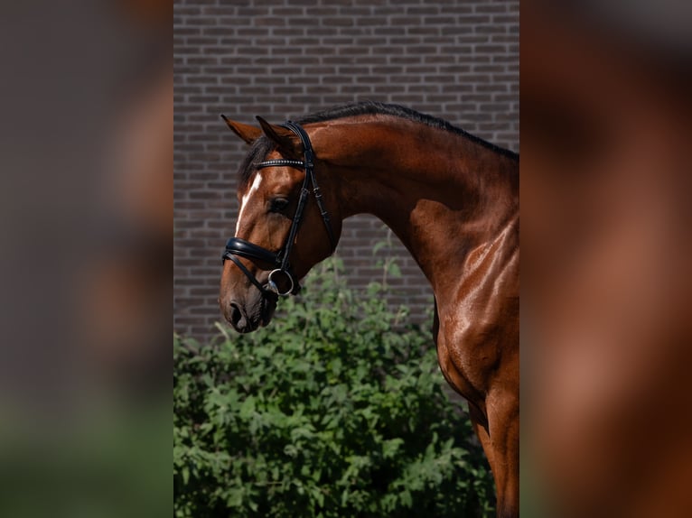 Belgisch Warmbloed Ruin 6 Jaar 172 cm Bruin in Arendonk