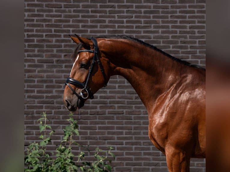 Belgisch Warmbloed Ruin 6 Jaar 172 cm Bruin in Arendonk