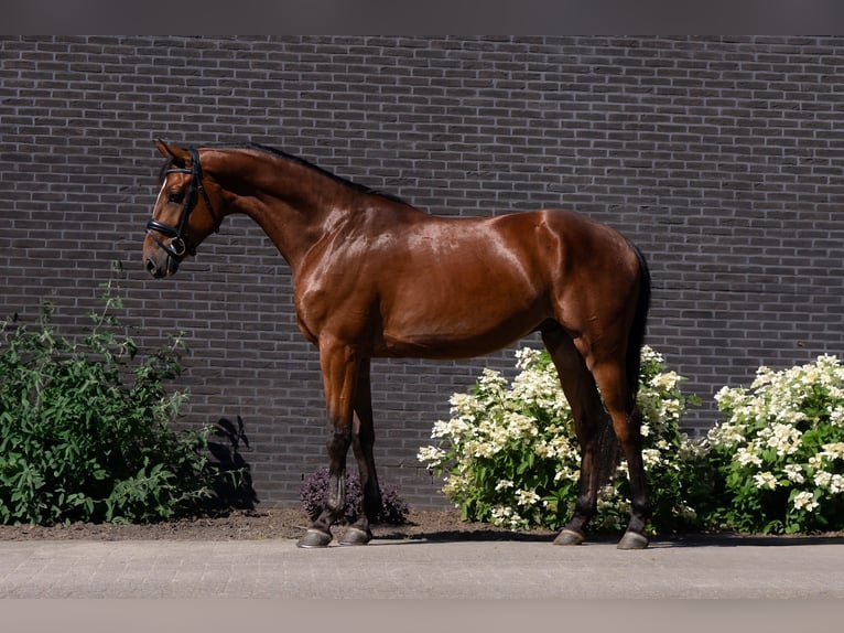 Belgisch Warmbloed Ruin 6 Jaar 172 cm Bruin in Arendonk