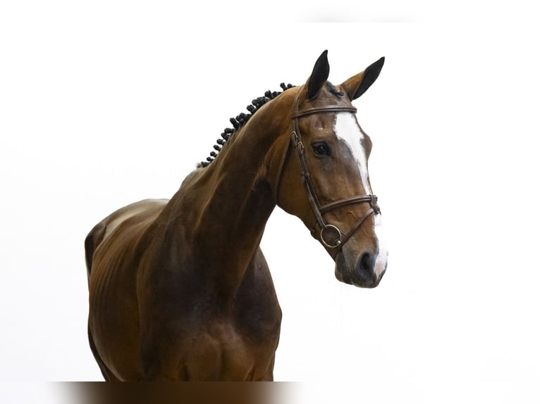 Belgisch Warmbloed Ruin 6 Jaar 172 cm Bruin in Waddinxveen
