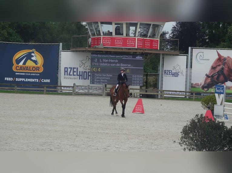 Belgisch Warmbloed Ruin 6 Jaar 173 cm Bruin in Oppuurs