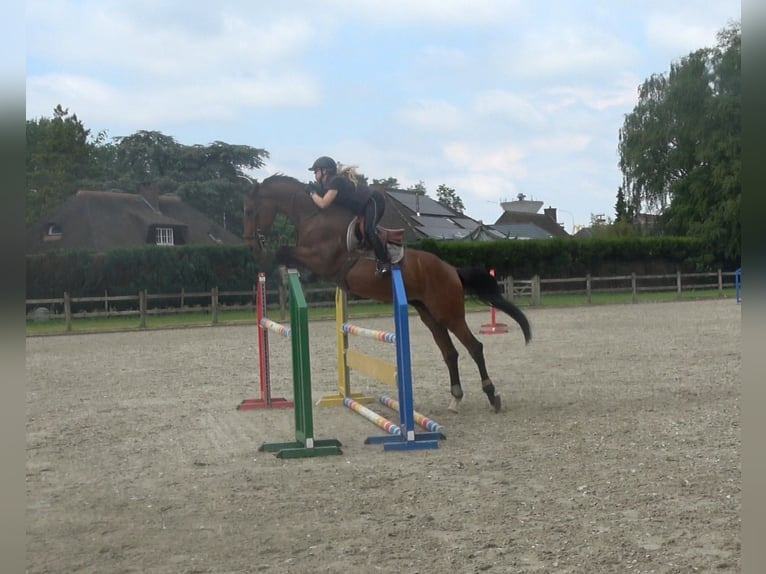 Belgisch Warmbloed Ruin 6 Jaar 173 cm Bruin in Oppuurs