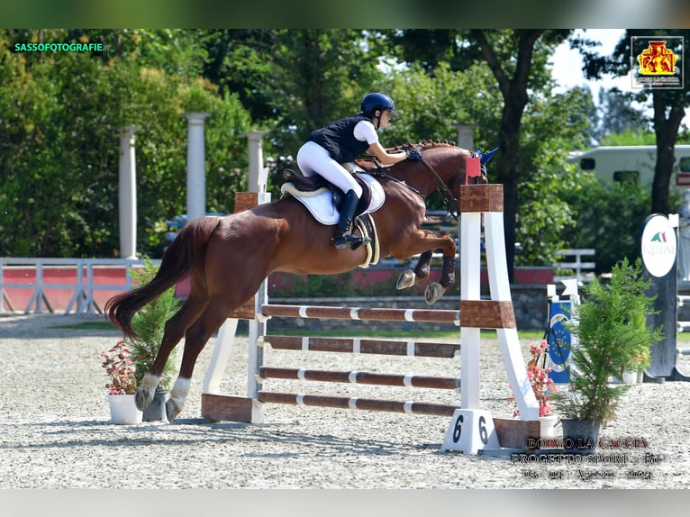 Belgisch Warmbloed Ruin 6 Jaar 173 cm Bruin in Samarate