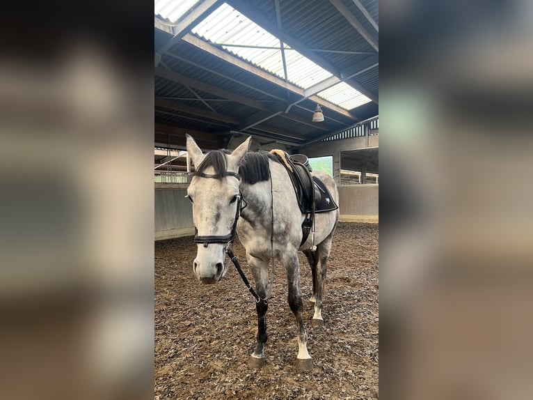 Belgisch Warmbloed Ruin 6 Jaar 173 cm Schimmel in Putte