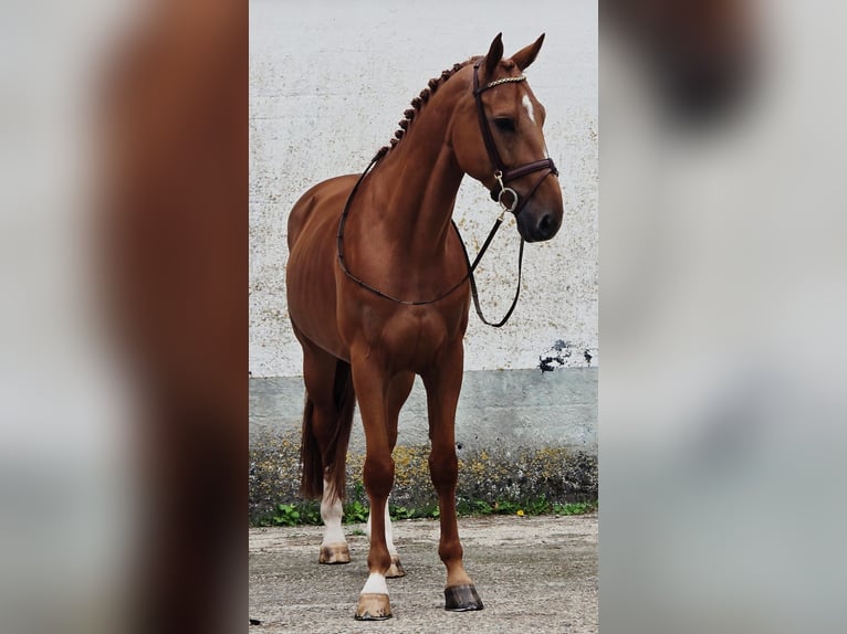 Belgisch Warmbloed Ruin 6 Jaar 173 cm Vos in Someren