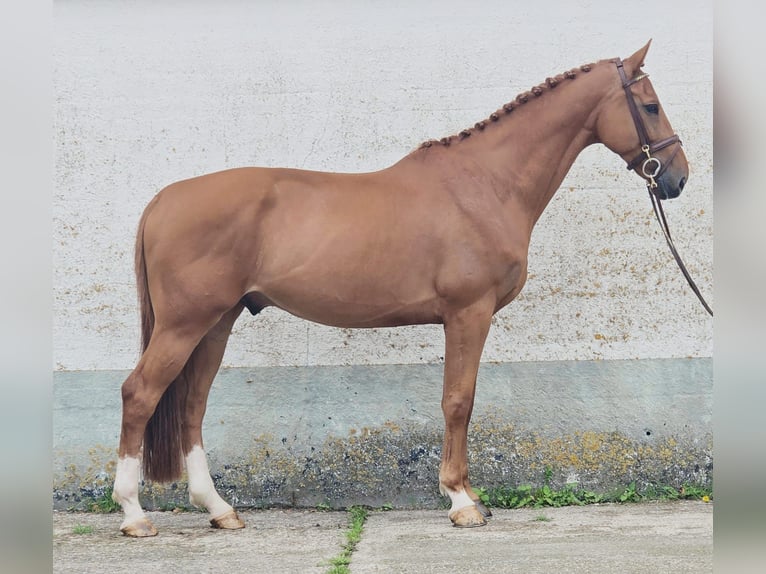 Belgisch Warmbloed Ruin 6 Jaar 173 cm Vos in Someren