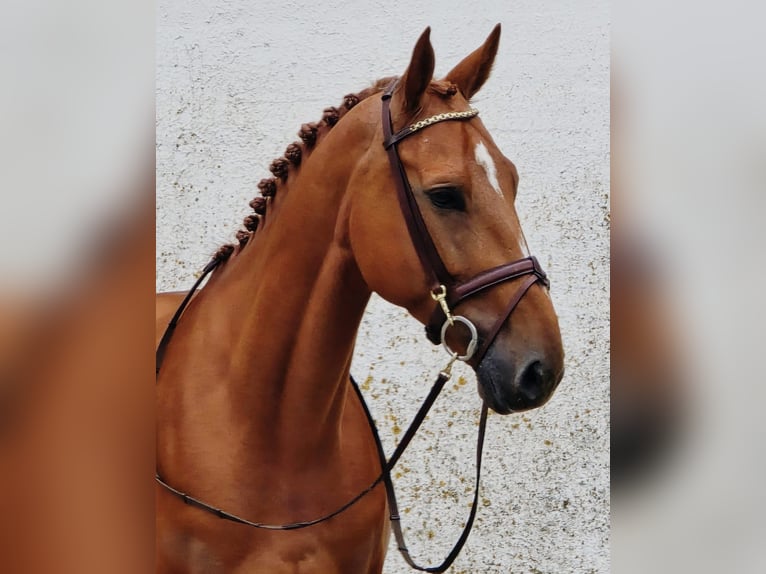 Belgisch Warmbloed Ruin 6 Jaar 173 cm Vos in Someren