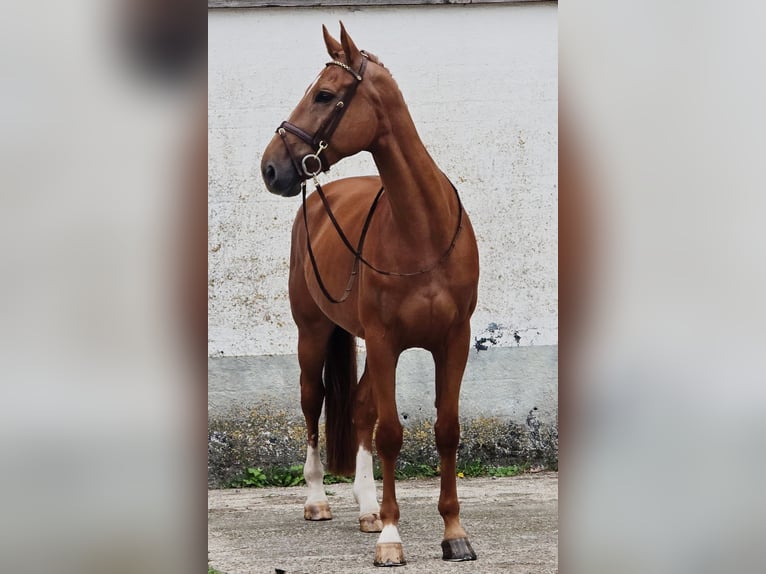 Belgisch Warmbloed Ruin 6 Jaar 173 cm Vos in Someren