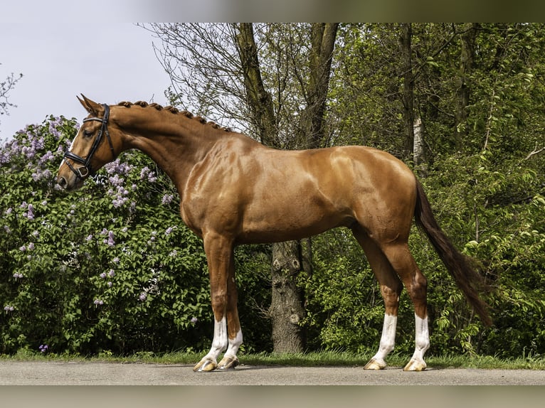 Belgisch Warmbloed Ruin 6 Jaar 174 cm Vos in Oosterhout