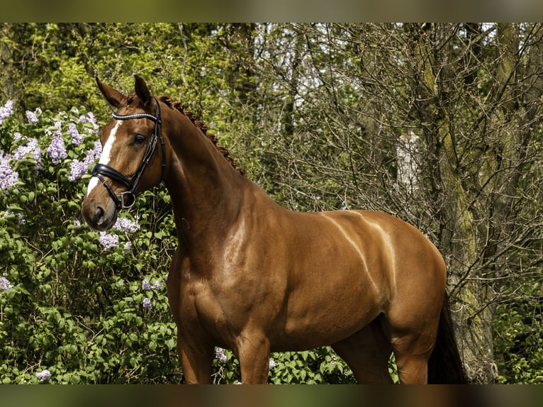 Belgisch Warmbloed Ruin 6 Jaar 174 cm Vos in Oosterhout