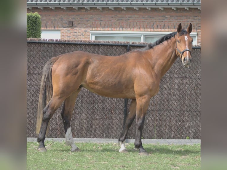 Belgisch Warmbloed Ruin 6 Jaar 175 cm Roodbruin in Csömör