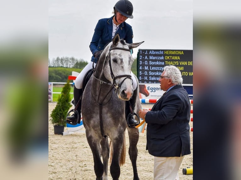 Belgisch Warmbloed Ruin 6 Jaar 176 cm Appelschimmel in Gajewniki