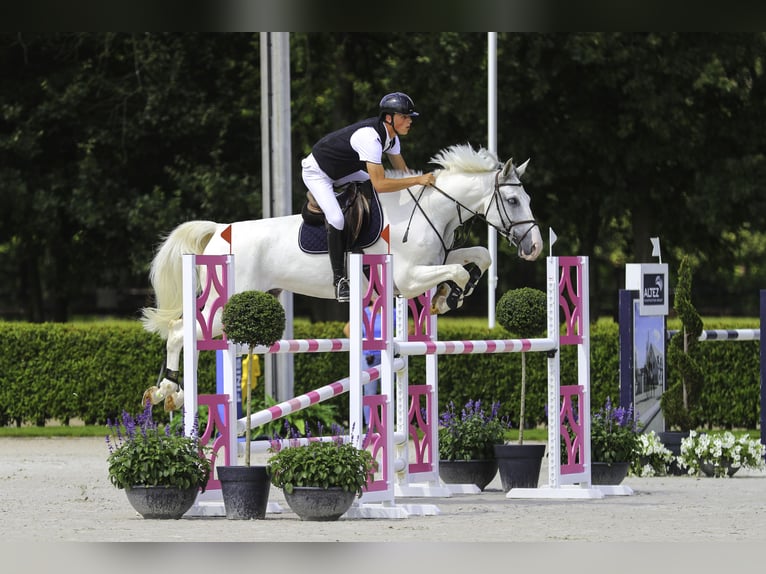 Belgisch Warmbloed Ruin 6 Jaar 178 cm Wit in St-Tuiden