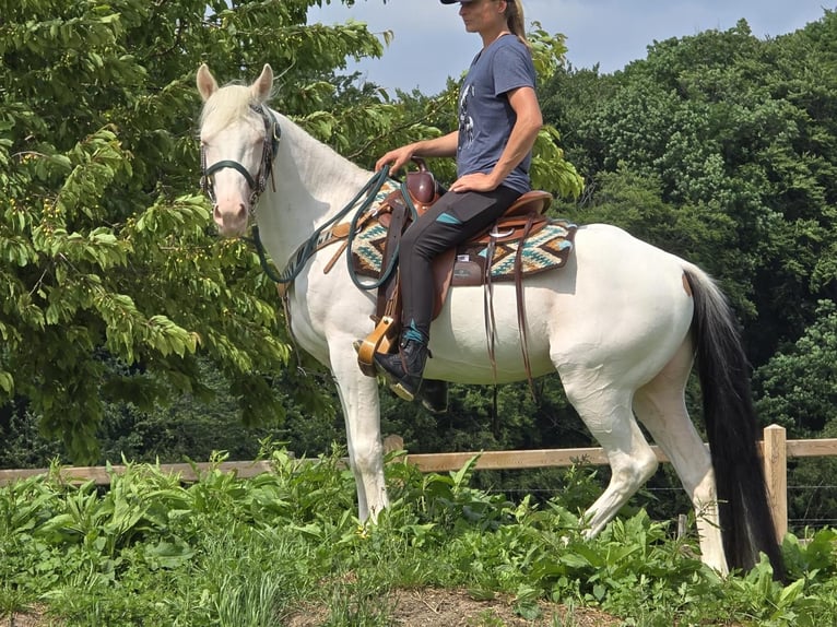 Belgisch Warmbloed Mix Ruin 7 Jaar 145 cm Cremello in Breisach am Rhein