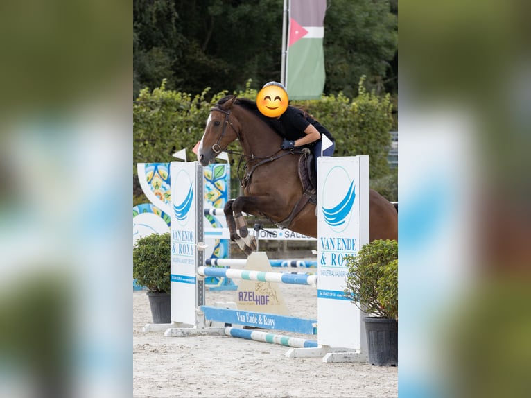 Belgisch Warmbloed Ruin 7 Jaar 164 cm Bruin in Wommelgem