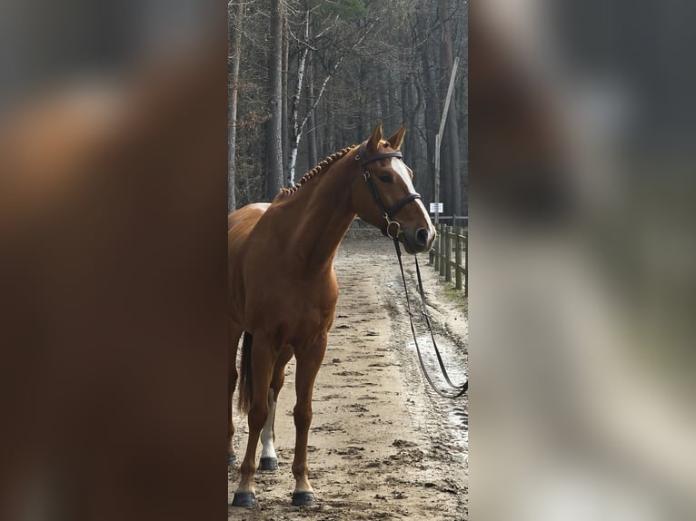 Belgisch Warmbloed Ruin 7 Jaar 164 cm Vos in Neerglabbeek