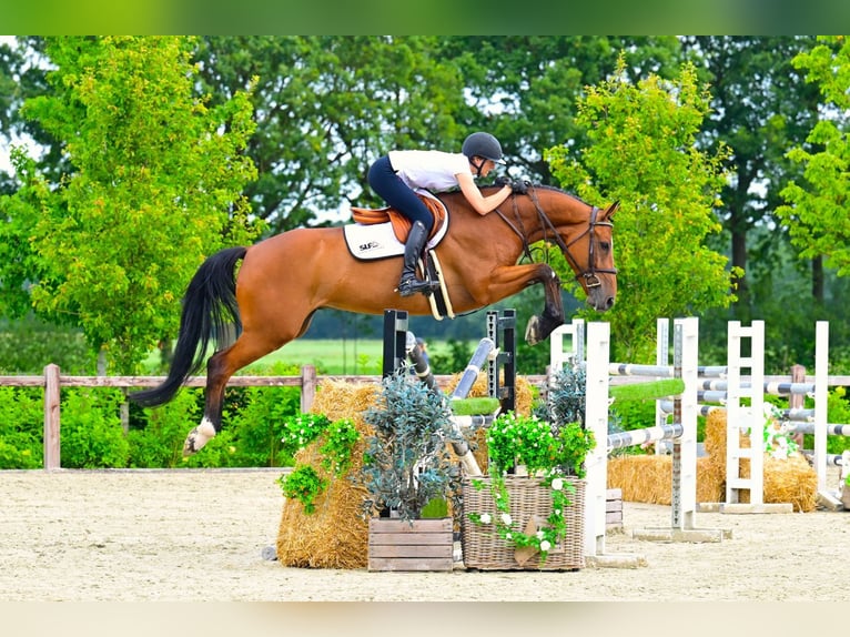 Belgisch Warmbloed Ruin 7 Jaar 165 cm Bruin in Bladel