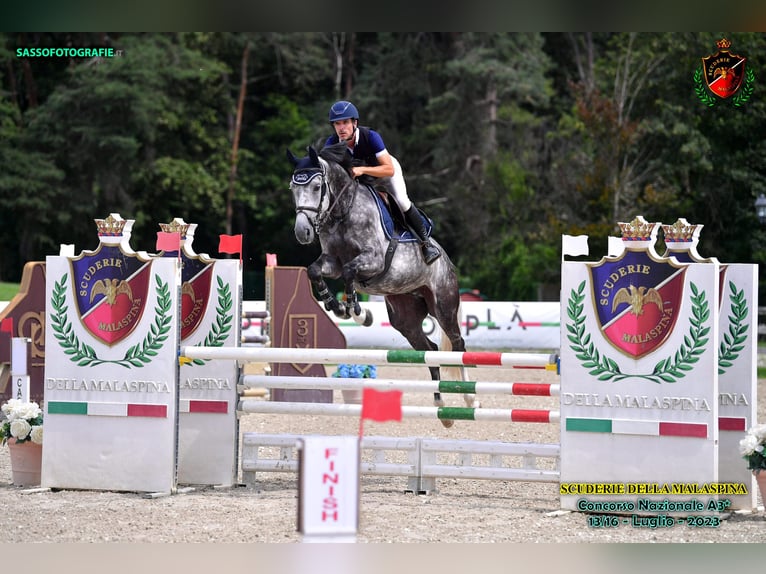 Belgisch Warmbloed Ruin 7 Jaar 165 cm Schimmel in GROTE-BROGEL