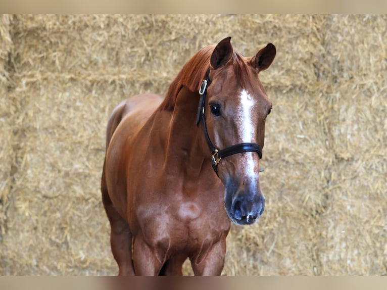 Belgisch Warmbloed Ruin 7 Jaar 166 cm Donkere-vos in Moergestel