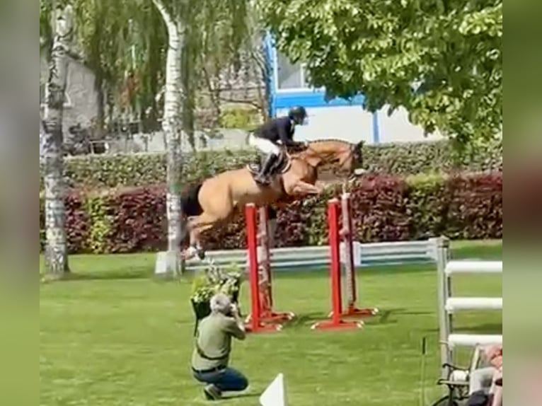 Belgisch Warmbloed Ruin 7 Jaar 167 cm Bruin in Fernelmont