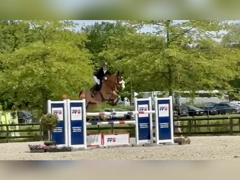 Belgisch Warmbloed Ruin 7 Jaar 167 cm Bruin in Fernelmont