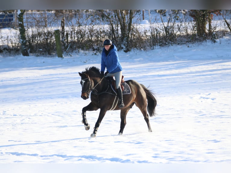 Belgisch Warmbloed Ruin 7 Jaar 168 cm Donkerbruin in Kerpen