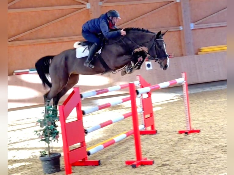 Belgisch Warmbloed Ruin 7 Jaar 168 cm Zwartbruin in Bad Dürrheim