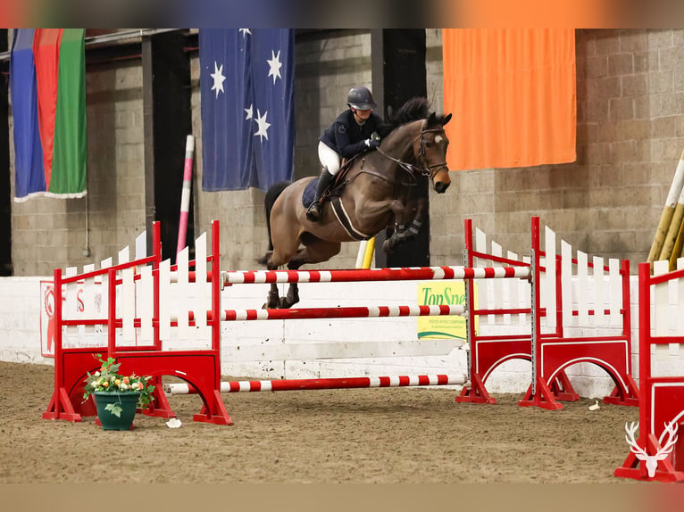 Belgisch Warmbloed Ruin 7 Jaar 170 cm Donkerbruin in Colmar