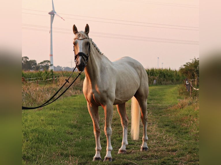 Belgisch Warmbloed Ruin 7 Jaar 172 cm Palomino in Brake