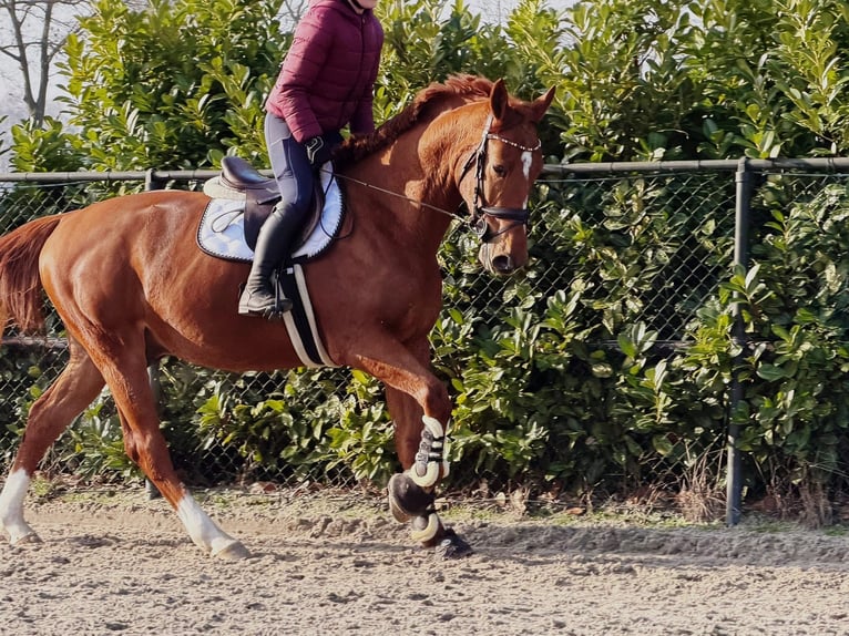 Belgisch Warmbloed Ruin 7 Jaar 172 cm Vos in Someren