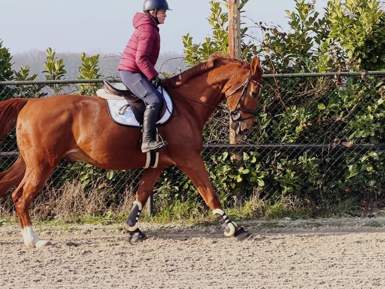 Belgisch Warmbloed Ruin 7 Jaar 172 cm Vos in Someren