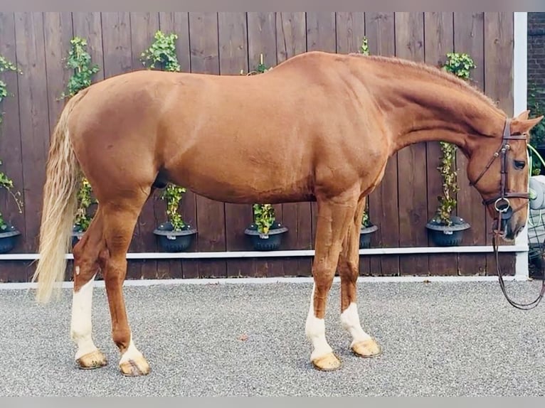 Belgisch Warmbloed Ruin 7 Jaar 178 cm Vos in Bocholtz