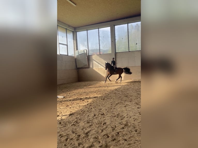 Belgisch Warmbloed Ruin 8 Jaar 165 cm Bruin in Salzburg